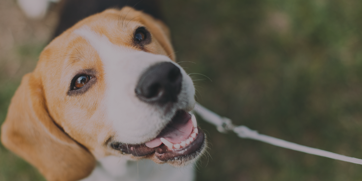 At Lynnwood Animal Hospital, we provide exceptional care with a focus on excellence, compassion, honesty, and education. Our services range from traditional to natural care. We treat your pet holistically.