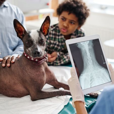 Lynnwood Animal Hospital offers on-site digital X-rays, dental X-rays, and Ultrasound for pets.