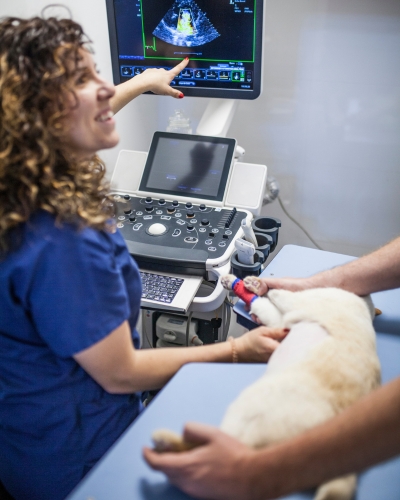 On-site ultrasound for dogs and cats at Lynnwood Animal Hospital.