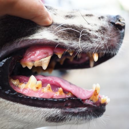 Dog dental care and cat dental care in Lynnwood, WA