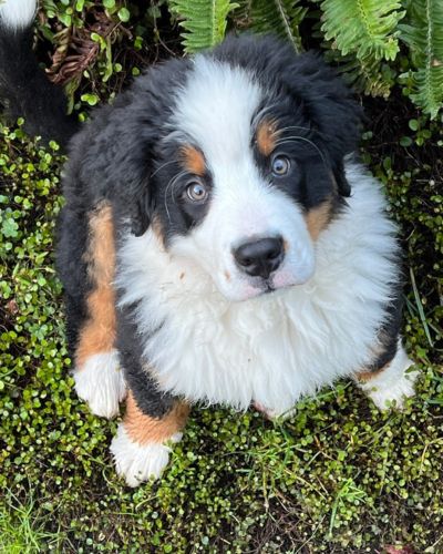 We highly recommend pet insurance to help pay for unexpected, advanced, and emergency veterinary care.