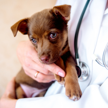 Lynnwood Animal Hospital offers the best in preventive and routine veterinary care.