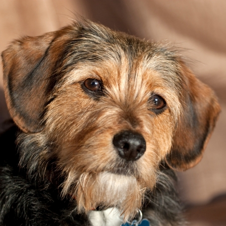 Lynnwood Animal Hospital offers Senior Care for aging pets.