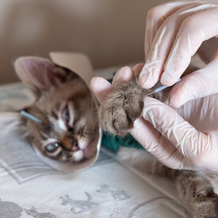 Acupuncture for cats and dogs can help ease pain, increase blood flow for natural healing, and lessen anxiety.