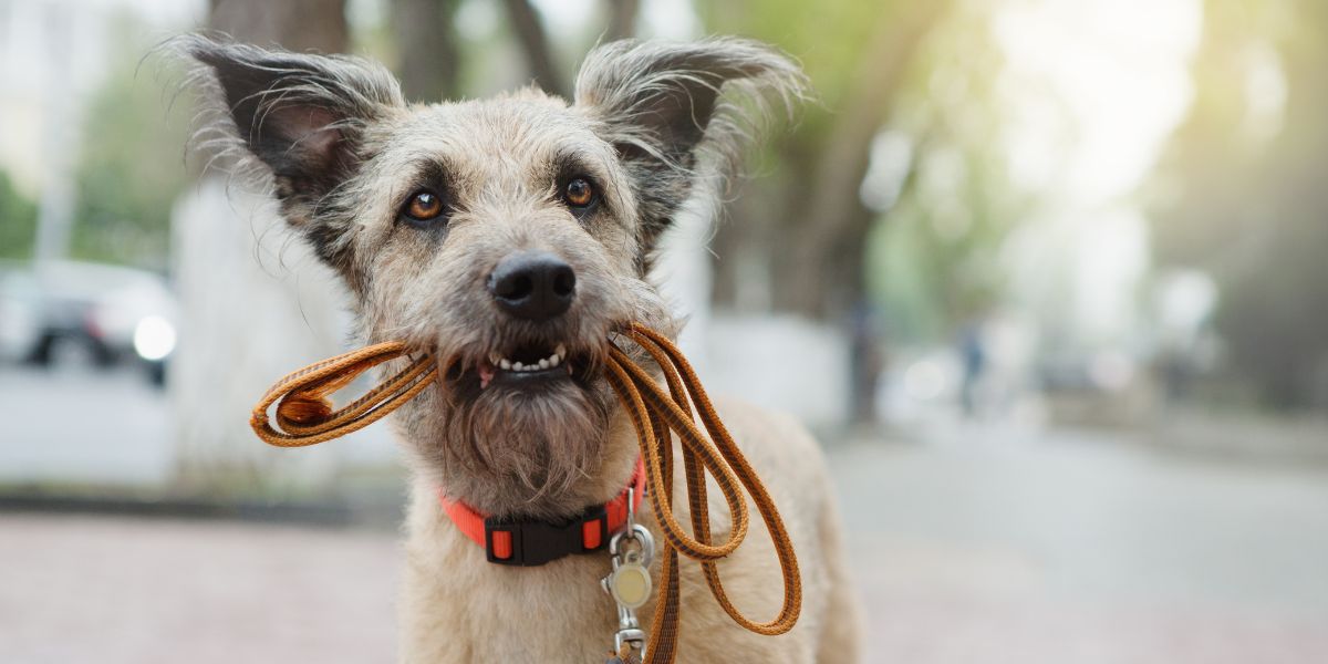 Lynnwood Animal Hospital is a full-service veterinary hospital. Our doors are open to dogs, cats, ferrets, guinea pigs, rabbits, mice and rats, chinchillas, and other pocket pets. We look forward to seeing you!