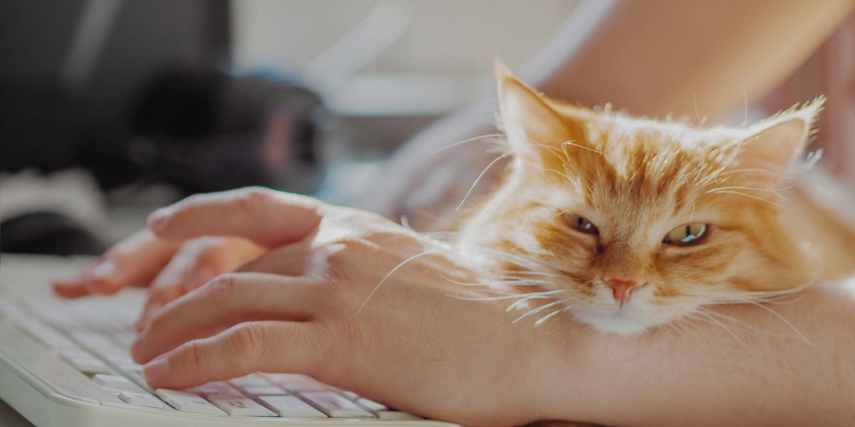 We know you’re busy. Scheduling a vet visit shouldn’t be complicated. We’ve made it easy to request your appointment online as well as refill prescriptions and add new pets to your profile. 