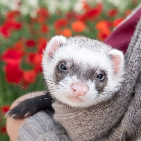 Lynnwood Animal Hospital treats ferrets and other pocket pets.