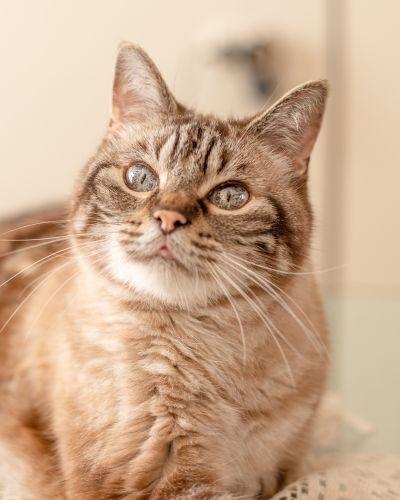 Exercise and stimulation is still important for senior pets. We have suggestions for keeping your pet active as they age.