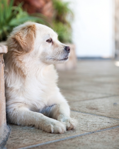 Increased regular exams, senior diets, supportive care, and early detection of potential ailments can all help your pet continue to thrive as they age.