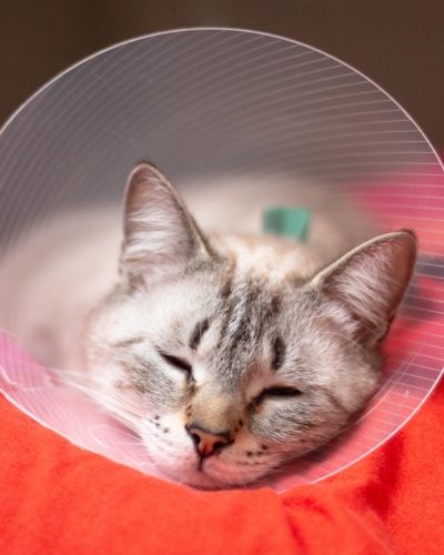 Spay or neuter your kitten at Lynnwood Animal Hospital.