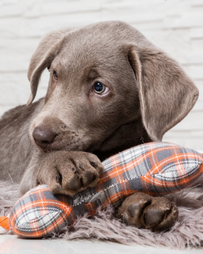 Spay or neuter your puppy at Lynnwood Animal Hospital.