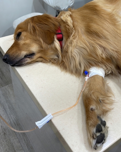 We use an IV catheter in your dog’s leg for a quick and comfortable way to deliver fluids and medication.