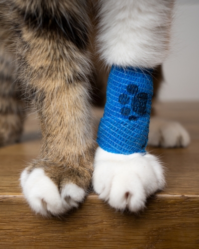 After surgery, we’ll give you the information you need to help your pet recover and heal.