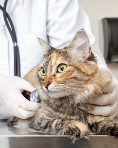 We fully examine your cat before surgery.