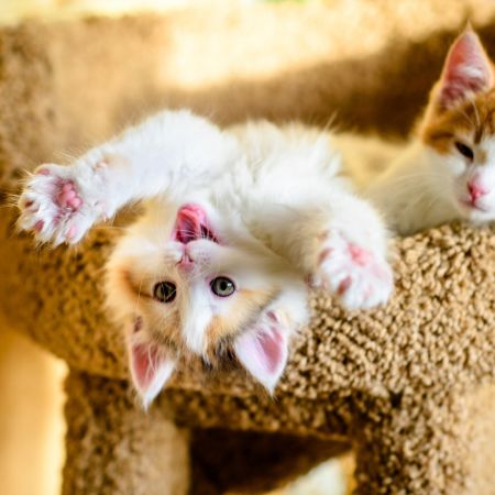 Lynnwood Animal Hospital encourages pet owners to spay and neuter dogs and cats to help control the pet population.