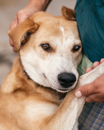 During normal business hours, Lynnwood Animal Hospital can provide emergency care for dogs and cats.