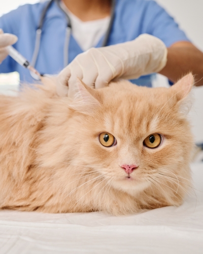 Cat vaccinations protect your kitty against feline leukemia, feline distemper, and more