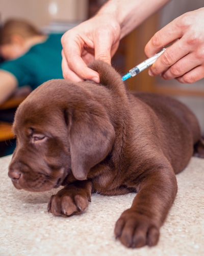 Vaccinations for dogs help prevent many life-treatening diseases like parvo, kennel cough, and more.