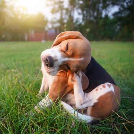 Flea bites hurt and make your dog itch.