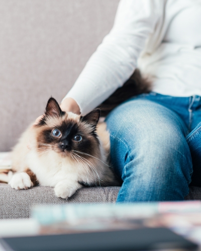 Keep your cat comfortable and itch-free with flea prevention.