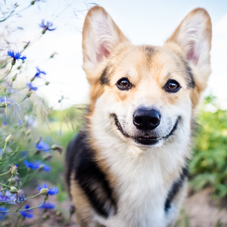 Dogs are most susceptible to heartworms, which are preventable with proper protection.