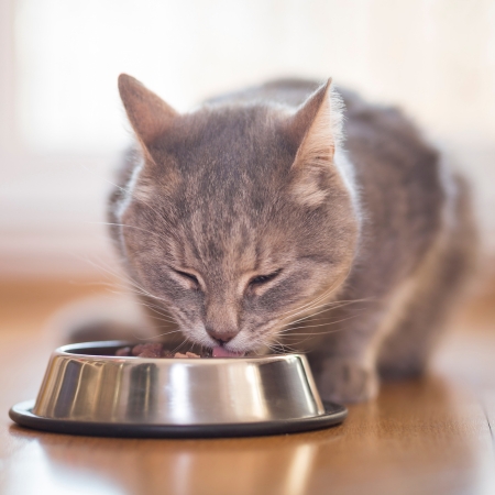 Proper nutrition for your pets help avoid obesity and other health problems.