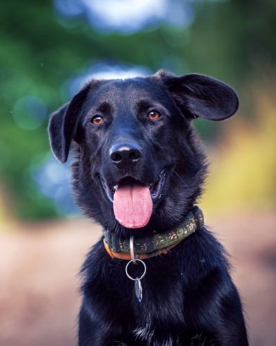 Ticks can be deadly to dogs and cats. Keep your pet safe with tick prevention.