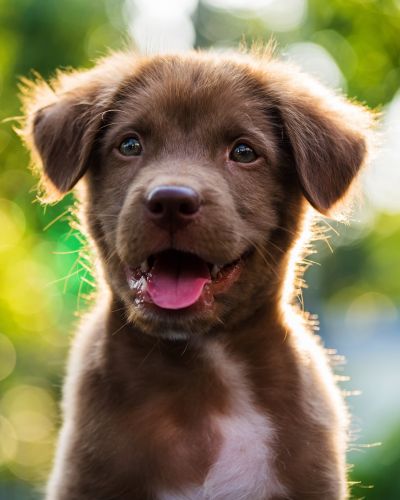 Dogs are most susceptible to heartworms, which are preventable with proper protection.