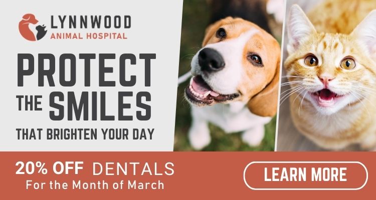 Save 20% on Dentals for Dogs and Cats at Lynnwood Animal Hospital