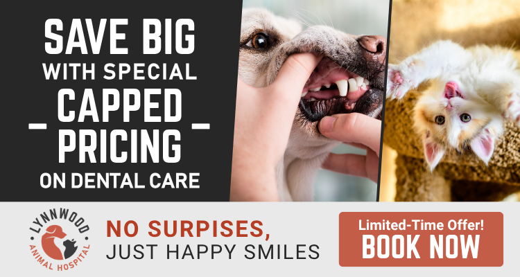 Save big on special capped pricing on dental care. Book now. 