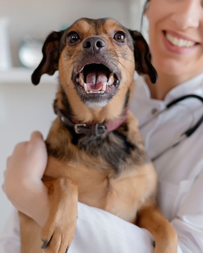 A relaxed dog in the arms of a veterinarian.