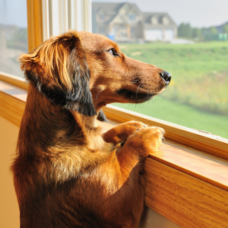 A red dachshund dog has two paws on a windowsill while looking out the window