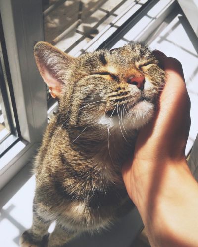 A gray domestic shorthair cat looking relaxed with closed eyes while a human pets their head