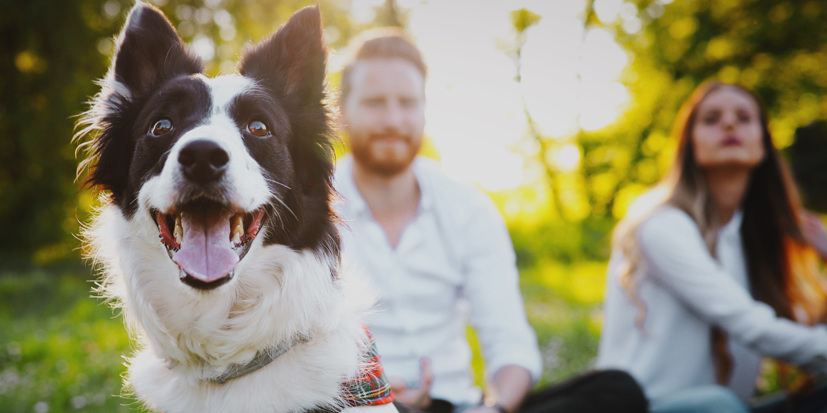 Welcome to Lynnwood Animal Hospital, providing exceptional holistic veterinary care for dogs, cats, and pocket pets in Lynnwood, WA.