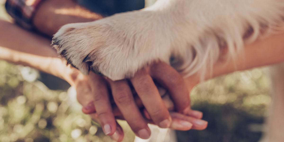 Choosing a vet is more than just finding an animal doctor. You’re selecting a compassionate professional who listens, provides medical education. and collaborates with you to care for your pet. That’s what we do at Lynnwood Animal Hospital.